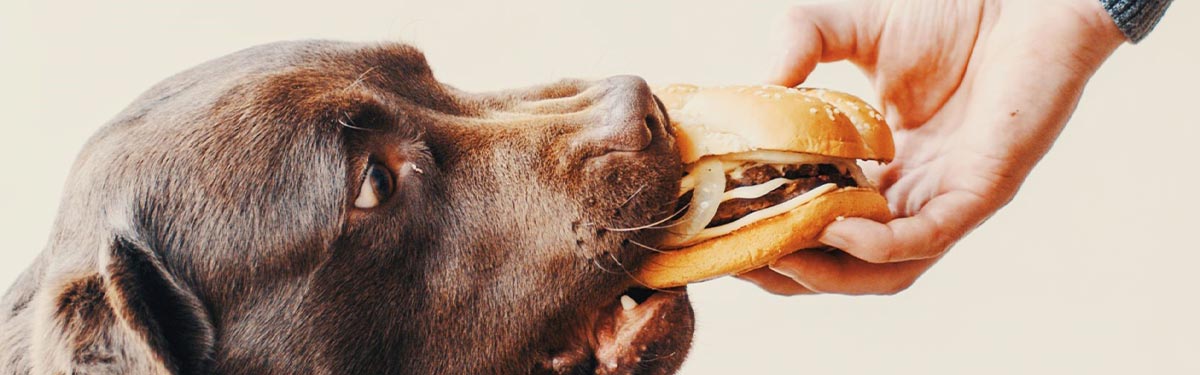 Vigyázz kutyusod egészségére, és ne adj neki a saját ételedből!